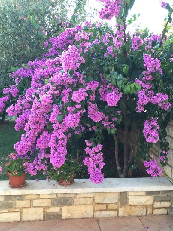 Valizza Vera Bed And Breakfast מראה חיצוני תמונה